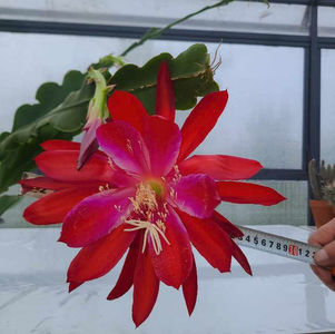 Epiphyllum hb Madame de Laet