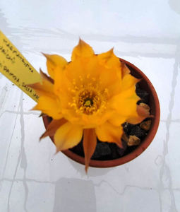 Lobivia haematantha var kuehnrichii
