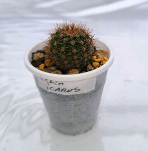 Echinopsis Icarus