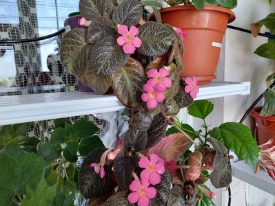 Pinkiscia (11-06-2024)