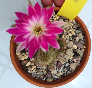 Chamaecereus Pan2019_077_005
