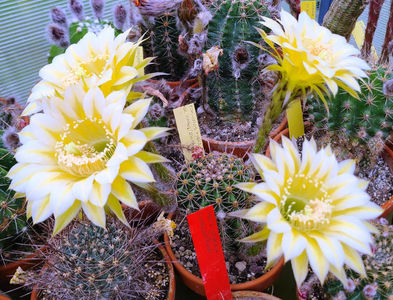 Echinopsis Icarus