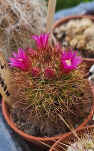 M. spinosissima