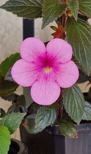 Peach Blossom