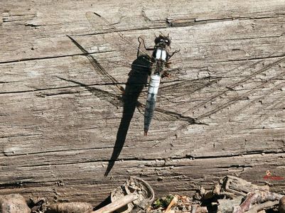 Dragon Fly