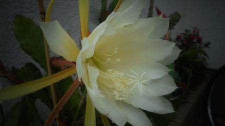 Epiphyllum oxypetalum