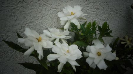 Gardenia jasminoides