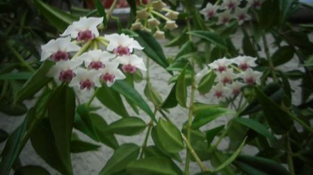 Hoya bella