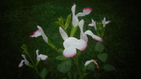 Salvia hot lips