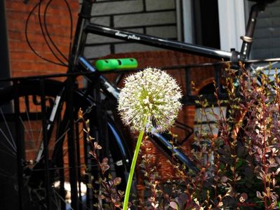 Spring time in Ottawa 4