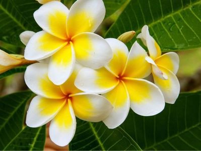 plumeria