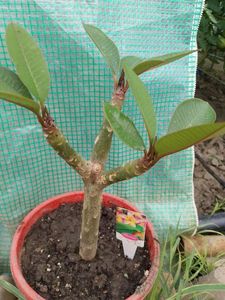 Plumeria