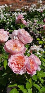dame de chenanceau