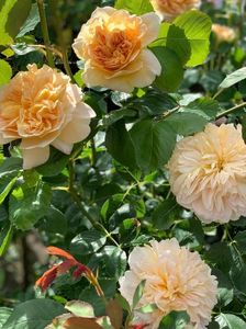 tea CLIPPER; colectata
