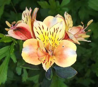 Alstroemeria