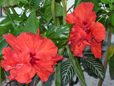 P1040074