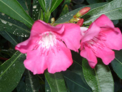 P1050910