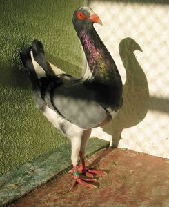tyuk