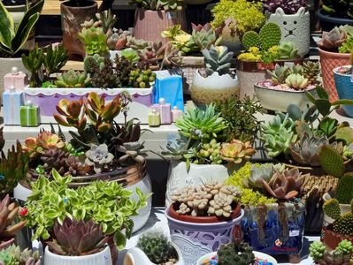 Ottawa - ChinaTown - Cactus 1