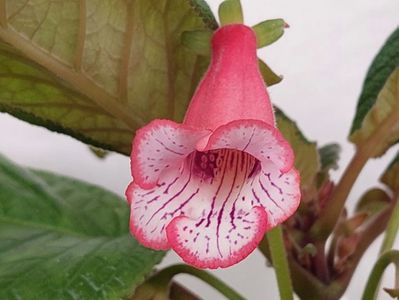 Ugly Girl(14-06-2024)