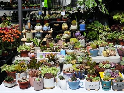 Ottawa - ChinaTown - Cactus 2