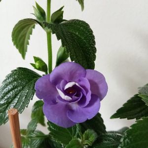 Double Blue Rose
