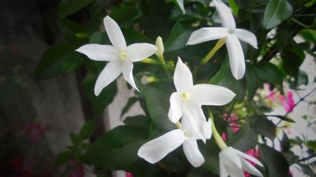 "Azoricum"