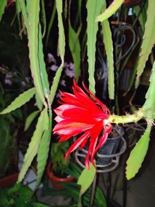 Epiphyllum hybr.