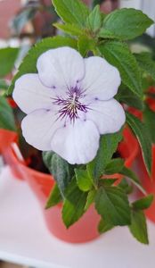 5.AnYa_s Snow Flake