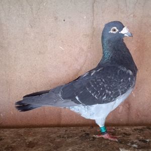 Mascul 18-953