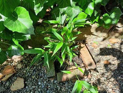 Bambus phyllostachys nigra
