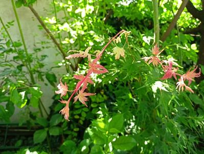 Taiyo-Nishiki