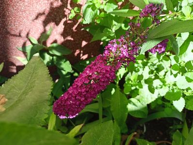 Buddleja Berries and Cream
