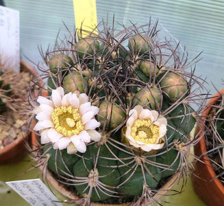 Gymnocalicium pflanzii