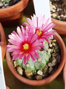 Astrophytum asterias akabana