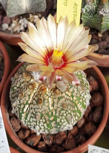 Astrophytum asterias cv Superkabuto