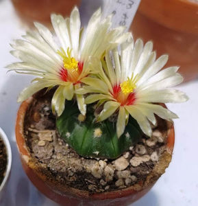 Astrophytum asterias