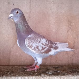 Femela 20-730