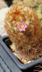 M carmenae - o singura floricica