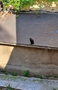 Cat on the hot roof