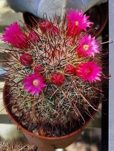 M. bombycina