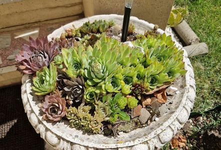 Varietati de sempervivum