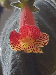 Bogotensis