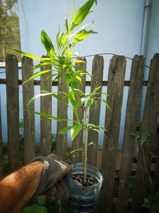 chitalpa 80cm-25lei