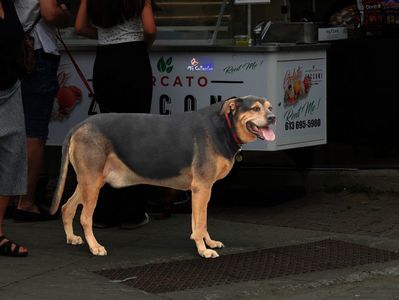 Waiting Dog 2; seen in Little Italy in june 2024
