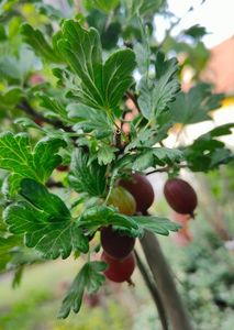 Ribes uva crispa(agriș)