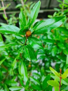 Punica granatum(rodiu)