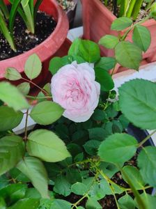 Rosa polyantha hybr