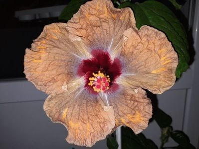 IMG-20240607-WA0001