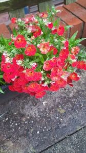 IMG-20240621-WA0155